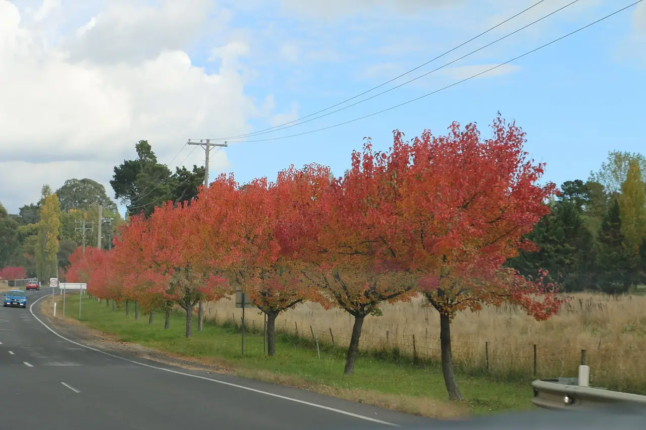 Autumn trees lining a road in Orange, New South Wales