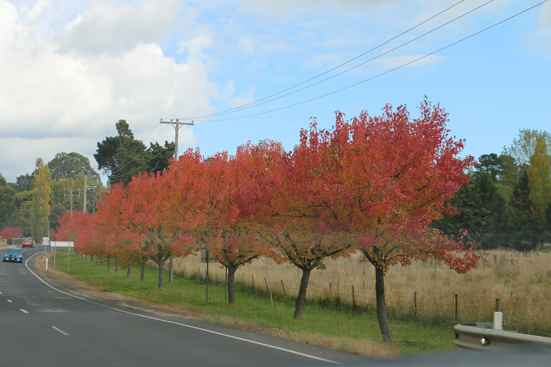 Autumn trees lining a road in Orange, New South Wales